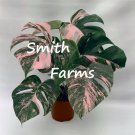 3 Seeds Pink Monstera Flower Beauitful Large Colorful Leaves Plant Garden Fast Growing 3 Seeds Pink Monstera Flower Beauitful Large Colorful Leaves Plant Garden Fast Growing