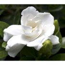 15 Seeds Gardenia Crown Jewel House Plant Garden Flowers Fast Growing 15 Seeds Gardenia Crown Jewel House Plant Garden Flowers Fast Growing