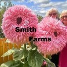 50 Seeds Fluffy Pink Teddy Bear Sunflowers Planting Sun Flowers Fast Growing 50 Seeds Fluffy Pink Teddy Bear Sunflowers Planting Sun Flowers Fast Growing