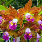 15 Seeds Orchid Waianae Leopard House Plant Garden Flowers Fast Growing 15 Seeds Orchid Waianae Leopard House Plant Garden Flowers Fast Growing