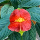 15 Seeds Hot Lips Psychotria House Plant Garden Flowers Fast Growing 15 Seeds Hot Lips Psychotria House Plant Garden Flowers Fast Growing