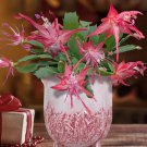 15 Seeds Christmas Cactus ‘Chiba House Plant Garden Flowers Fast Growing 15 Seeds Christmas Cactus ‘Chiba House Plant Garden Flowers Fast Growing