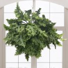 15 Seeds Fern Microsorum ‘Dragon’S Wing House Plant Garden Flowers Fast Growing 15 Seeds Fern Microsorum ‘Dragon’S Wing House Plant Garden Flowers Fast Growing