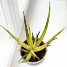 15 Seeds Aloe ‘Solar Flare House Plant Garden Flowers Fast Growing 15 Seeds Aloe ‘Solar Flare House Plant Garden Flowers Fast Growing