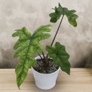 15 Seeds Alocasia ‘Jacklyn Flowers Garden Tree Fast Growing 15 Seeds Alocasia ‘Jacklyn Flowers Garden Tree Fast Growing