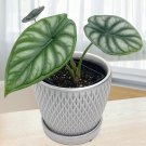 15 Seeds Alocasia ‘Dragon Scale Flowers Garden Tree Fast Growing