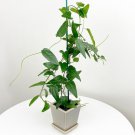 15 Seeds Yanang Grass Jelly Vine House Plant Garden Flowers Fast Growing