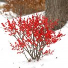 15 Seeds Winterberry Berry Poppins House Plant Garden Flowers Fast Growing