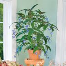 15 Seeds Weeping Blue Ginger House Plant Garden Flowers Fast Growing 15 Seeds Weeping Blue Ginger House Plant Garden Flowers Fast Growing