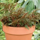 15 Seeds Ruby Red Club Moss House Plant Garden Flowers Fast Growing