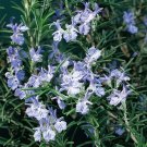 15 Seeds Rosemary Plant ‘Logee Blue House Plant Garden Flowers Fast Growing 15 Seeds Rosemary Plant ‘Logee Blue House Plant Garden Flowers Fast Growing