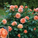 15 Seeds Rose At Last House Plant Garden Flowers Fast Growing