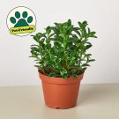 25 Seeds Nematanthus Candy Corn Plant Fast Growing