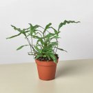 25 Seeds Fern Kangaroo Paw Plant Fast Growing 25 Seeds Fern Kangaroo Paw Plant Fast Growing