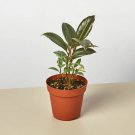 25 Seeds Ficus Elastica Tineke Plant Fast Growing