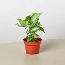 25 Seeds Syngonium White Butterfly Plant Fast Growing 25 Seeds Syngonium White Butterfly Plant Fast Growing