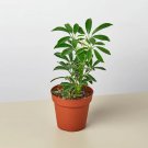 25 Seeds Schefflera Moonlight Plant Fast Growing 25 Seeds Schefflera Moonlight Plant Fast Growing