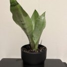 25 Seeds Snake Plant Moonshine Fast Growing 25 Seeds Snake Plant Moonshine Fast Growing