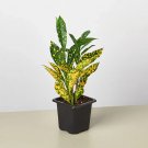 25 Seeds Croton House Plant Gold Dust Fast Growing 25 Seeds Croton House Plant Gold Dust Fast Growing
