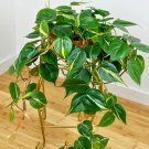 15 Seeds Philodendron ‘Silver Stripe House Plant Garden Flowers Fast Growing 15 Seeds Philodendron ‘Silver Stripe House Plant Garden Flowers Fast Growing