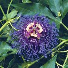 15 Seeds Passion Flower ‘Inspiration House Plant Garden Flowers Fast Growing 15 Seeds Passion Flower ‘Inspiration House Plant Garden Flowers Fast Growing