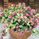 15 Seeds Ornamental Oregano ‘Kirigami House Plant Garden Flowers Fast Growing