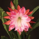 15 Seeds Orchid Cactus ‘Over The Top House Plant Garden Flowers Fast Growing