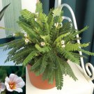 15 Seeds Little Tree Plant House Plant Garden Flowers Fast Growing 15 Seeds Little Tree Plant House Plant Garden Flowers Fast Growing