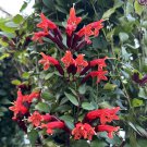 15 Seeds Lipstick Plant ‘Tiger Stripe House Plant Garden Flowers Fast Growing 15 Seeds Lipstick Plant ‘Tiger Stripe House Plant Garden Flowers Fast Growing