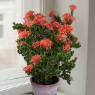 15 Seeds Ixora ‘Siam Ribbon House Plant Garden Flowers Fast Growing 15 Seeds Ixora ‘Siam Ribbon House Plant Garden Flowers Fast Growing