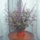 15 Seeds Holy Basil Plant Krishna House Plant Garden Flowers Fast Growing 15 Seeds Holy Basil Plant Krishna House Plant Garden Flowers Fast Growing