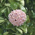 15 Seeds Hindu Rope Plant House Plant Garden Flowers Fast Growing