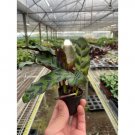 25 Seeds Calathea Lancifolia Rattlesnake Plant Flower Fast Growing 25 Seeds Calathea Lancifolia Rattlesnake Plant Flower Fast Growing
