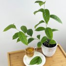 15 Seeds Guayusa Tea Plant House Plant Garden Flowers Fast Growing 15 Seeds Guayusa Tea Plant House Plant Garden Flowers Fast Growing