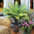 15 Seeds Dwarf Tree Fern House Plant Garden Flowers Fast Growing 15 Seeds Dwarf Tree Fern House Plant Garden Flowers Fast Growing