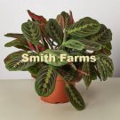 15 Seeds Maranta Red Prayer Plant Flowers Garden Fast Growing 15 Seeds Maranta Red Prayer Plant Flowers Garden Fast Growing