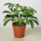 15 Seeds Schefflera Arboricola Plant Flowers Garden Fast Growing