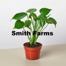 3 Seeds Monstera Split Leaf Plant Flowers Garden Fast Growing