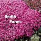 100 Aubrieta Pink Rock Cress Flower Seeds Plants Garden Planting Fast Growing 100 Aubrieta Pink Rock Cress Flower Seeds Plants Garden Planting Fast Growing