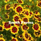 25 Seeds Coreopsis Yellow Flower Seeds Annual Garden Wildflower Fast Growing 25 Seeds Coreopsis Yellow Flower Seeds Annual Garden Wildflower Fast Growing