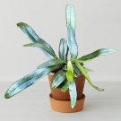 15 Seeds Blue Oil Fern House Plant Garden Flowers Fast Growing 15 Seeds Blue Oil Fern House Plant Garden Flowers Fast Growing