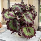 15 Seeds Begonia ‘Ribbon Candy House Plant Garden Flowers Plant Fast Growing 15 Seeds Begonia ‘Ribbon Candy House Plant Garden Flowers Plant Fast Growing