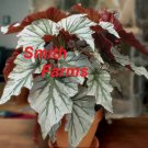 15 Seeds Begonia ‘Looking Glass House Plant Garden Flowers Fast Growing 15 Seeds Begonia ‘Looking Glass House Plant Garden Flowers Fast Growing