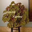 25 Seeds Begonia ‘Kit Kat House Plant Garden Flowers Fast Growing