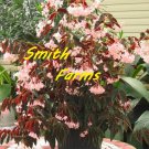 15 Seeds Begonia ‘Jim S Cotton Candy House Plant Garden Flowers Fast Growing 15 Seeds Begonia ‘Jim S Cotton Candy House Plant Garden Flowers Fast Growing
