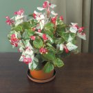 15 Seeds Begonia ‘Calla Lily House Plant Garden Flowers Fast Growing