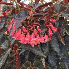 15 Seeds Angel Wing Begonia ‘Pinafore’ House Plant Garden Flowers Fast Growing 15 Seeds Angel Wing Begonia ‘Pinafore’ House Plant Garden Flowers Fast Growing