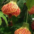 15 Seeds Abutilon Red Tiger House Plant Garden Flowers Fast Growing 15 Seeds Abutilon Red Tiger House Plant Garden Flowers Fast Growing