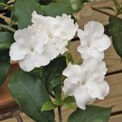 15 Seeds Lady Of The Night House Plant Garden Flowers Fast Growing