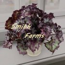 15 Seeds Begonia ‘Dusty Rose House Plant Garden Flowers Fast Growing